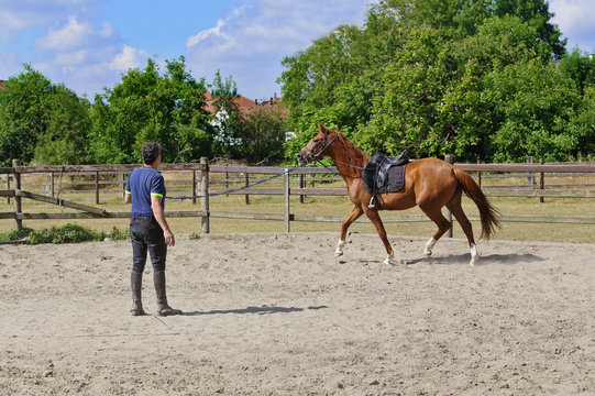 s&eacute;ance de longe au man&egrave;ge avec cheval bai