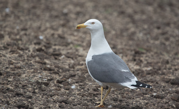 Lesser Black-backed Gull
