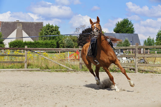 s&eacute;ance de longe au man&egrave;ge avec cheval bai