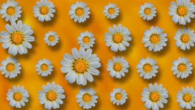 Floral pattern of white chamomile flowers on yellow background