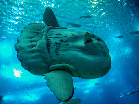 Peixe Lua