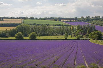  Lavender Fields in Kent 