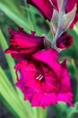 Purple blooming flowers gladiolus lit by sunlight in a summer garden.