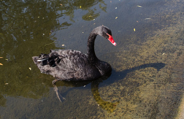 Beautiful Black Swan