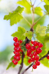 Red currant on a bush in a garden in the summer.
