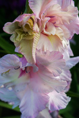 Gladiolus. Beautiful flowers blooming in the garden.