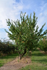 drzewo morelowe