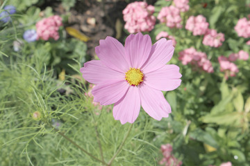 Obraz premium Chamomile, flower, pink, nature, garden, plant, green, summer, flowering, flowers, beautiful, beauty, petal, floral, blooming, color, botany, yellow, colorful