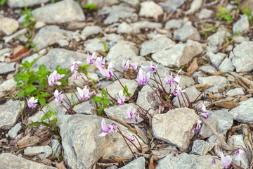 wild cyclamen bloom in a crevice between rocks. Kotor Montenegro.