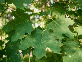 three maple leaves