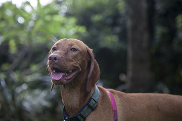 Vizsla in Yard