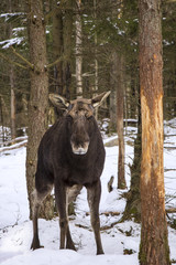 A moose bull is standing in the woods and watching, Sweden