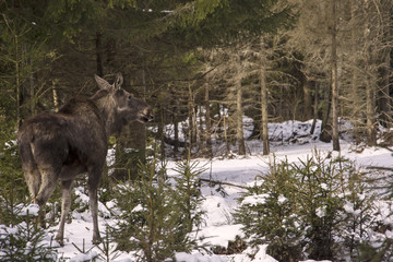 A young moose is standing in the woods and watching, Sweden