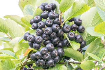 Ripe Chokeberry berries on the branch, Aronia melanocarpa. Closeup.