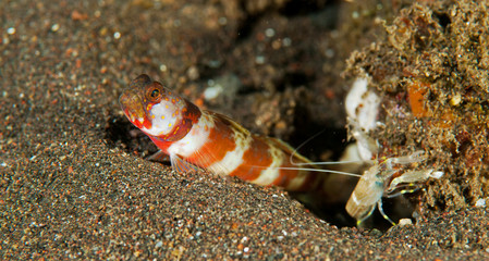Gorgeous shrimpgoby Amblyeleotris wheeleri, with symbiotic shrimp Bali Indonesia