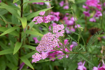Pink milfoil © Magda