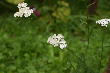 White milfoil  © Magda