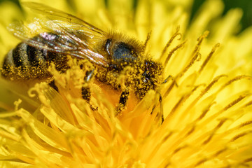 bee on dandelion macro