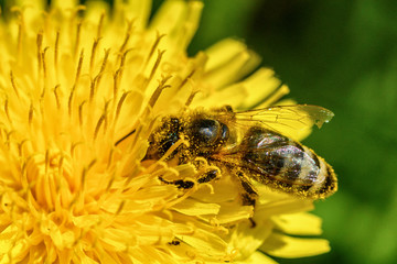 bee on dandelion macro