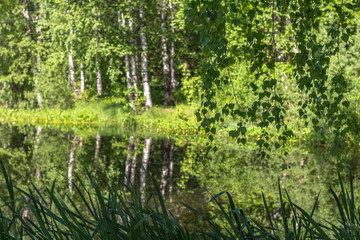 pond in the park, in the foreground reeds and birch branches