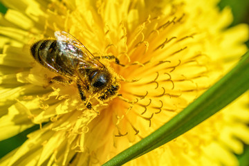 bee on dandelion macro