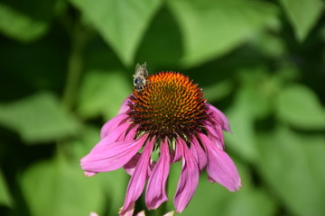A Bee and echinacea purpurea