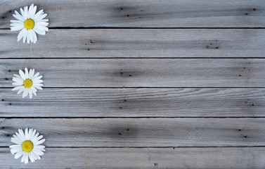 Obraz premium Three white daisies on wood background