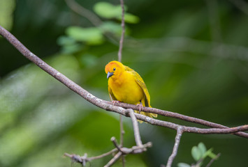 Little Yellow Bird [DSC_3318]