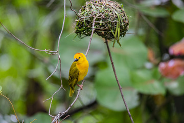 Little Yellow Bird [DSC_3314]