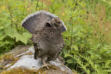 Wild mountain grouse calling for her chicks