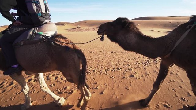  Camels riding in convoy through Sahara