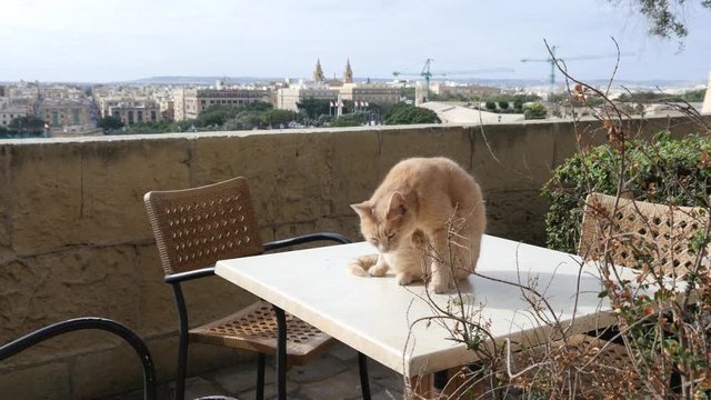 Valletta, Malta - cat sit on empty street cafe table