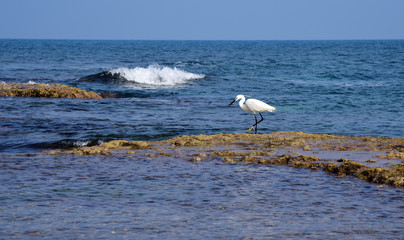 White heron on the coastal stony strip of the Mediterranean Sea