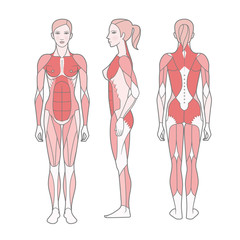 Figure of the woman, the scheme of the basic trained muscles. Front, rear and side views. Vector. Isolated on white background,  EPS10