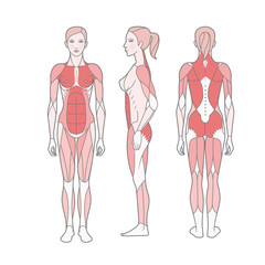 Figure of the woman, the scheme of the basic trained muscles. Front, rear and side views. Vector. Isolated on white background,  EPS10
