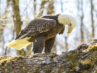 Bald Eagle and Mouse