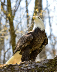 Bald Eagle Regal