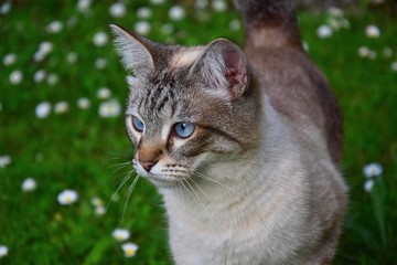 Portrait of a cat with blue eyes. Outdoor cat. Flowery meadow in the background.
