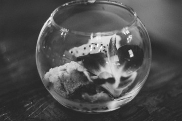 Ice Cream in Glass Bowl