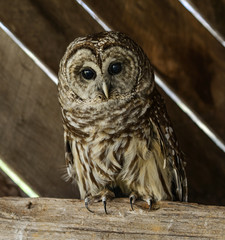 Barn Owl  Eyes