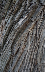 Obraz premium rinde eichen baum