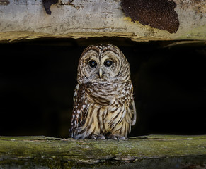 Barn Owl  on Log