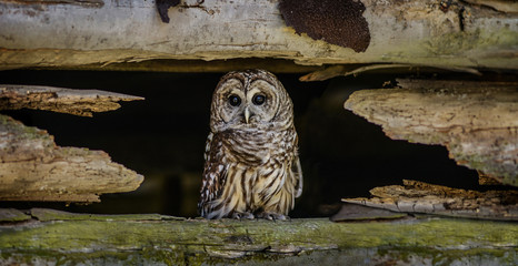 Barn Owl in Opening