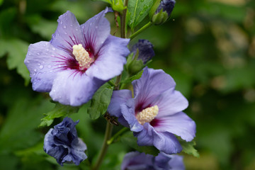 Hibiskusblüte mit Wassertropfen © Markus