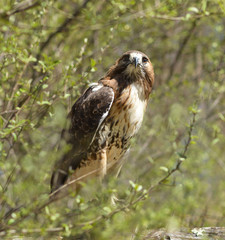 Red Tailed Hawk Looking Head On