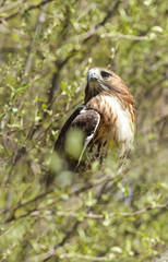 Red Tailed Hawk Looking Left