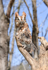 Red Screech Owl on Branch