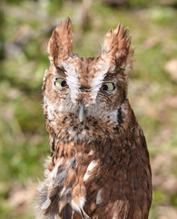 Red Screech Owl