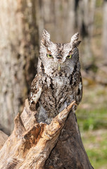 Screech Owls Looking Head On