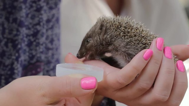 Tiny hedgehog drinks water on women's palms. The girl is holding a cowardly prickly mammal